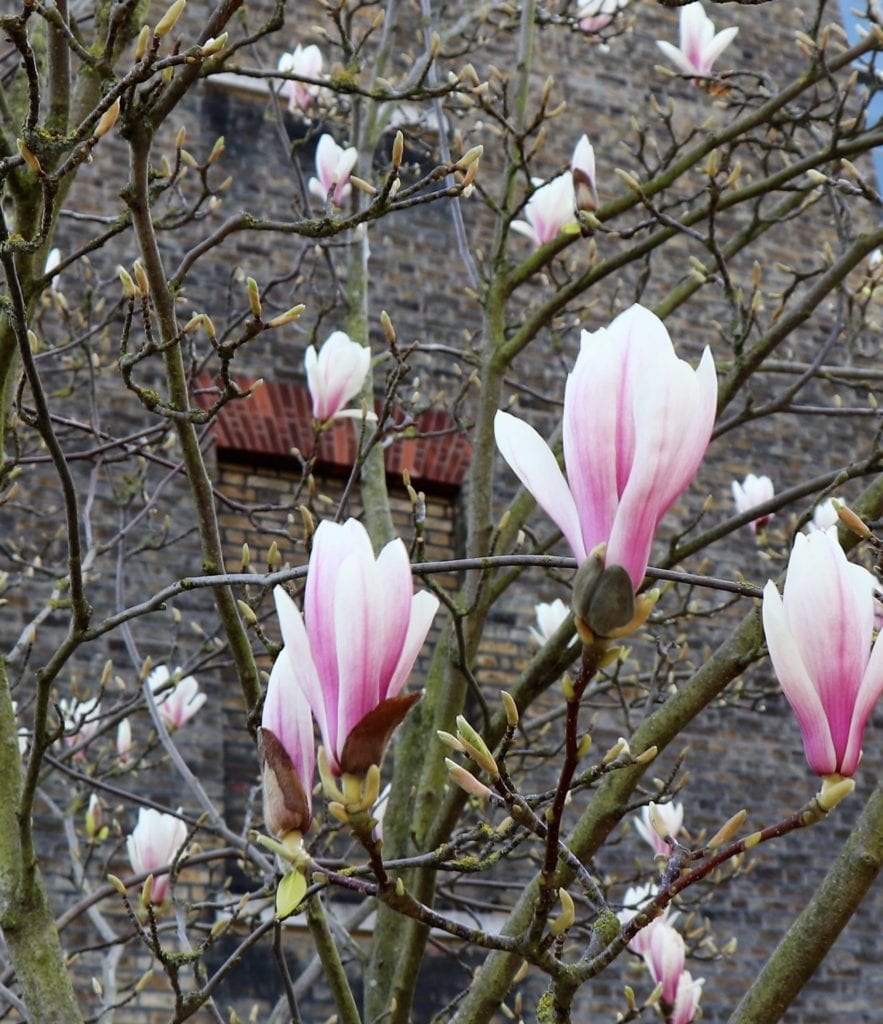 Japanese Magnolia London