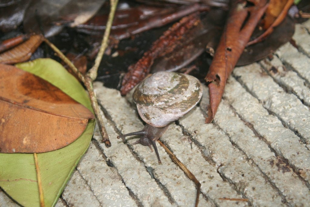 Things to Do In Puerto Rico.
El Yunque