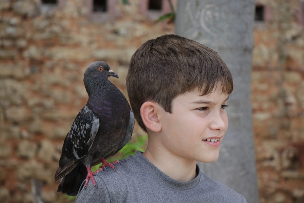 Puerto Rico Things to Do.
Lucas best friend with the dove in Old San Juan