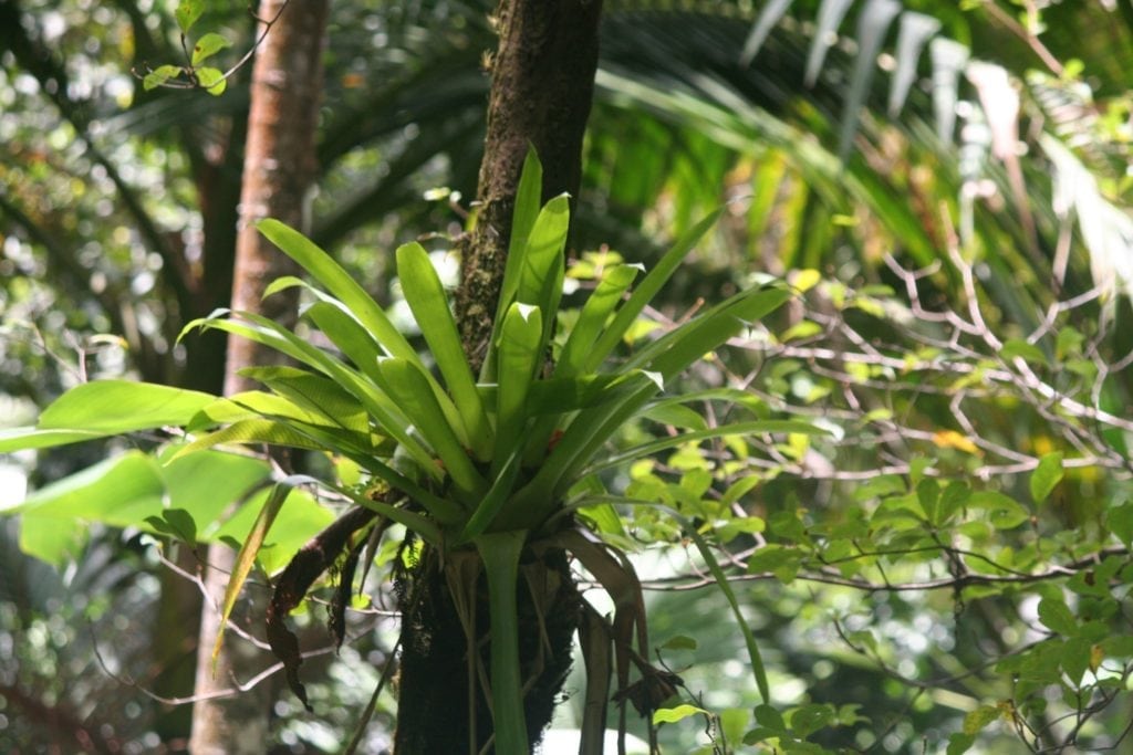 Things to Do In Puerto Rico.
Plant in El Yunque