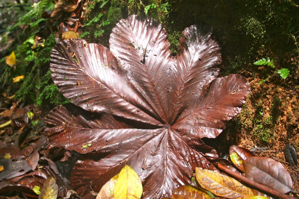 Things to Do in Puerto Rico.
Big leaf in El Yunque