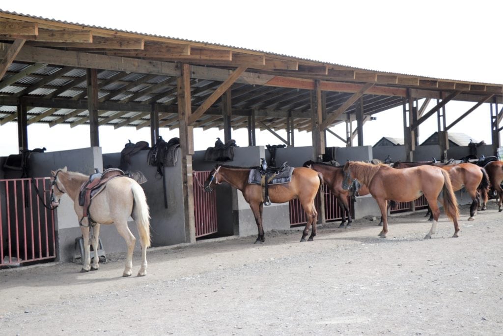 Things to Do In Puerto Rico.  Horses lined up at Haceinda Campo Rico Stables