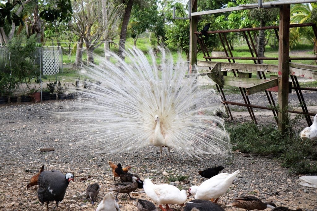 Things to Do In Puerto Rico.  white peacock in full plumage