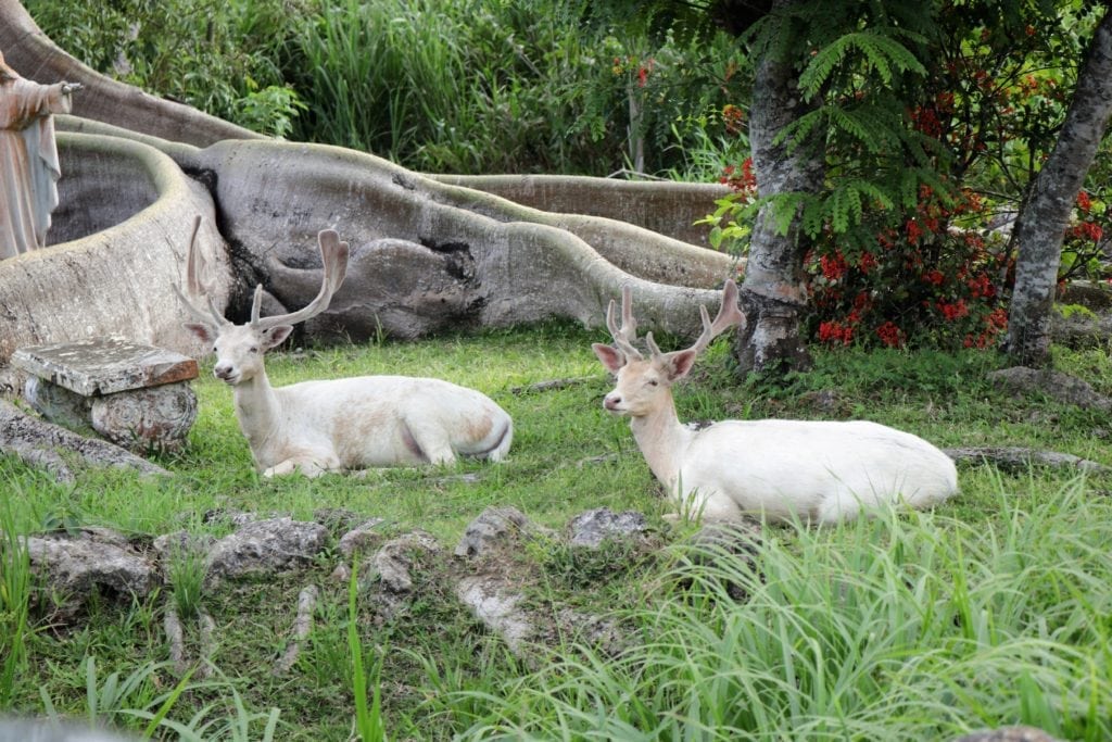 Things to Do In Puerto Rico.  Reindeer in Puerto Rico