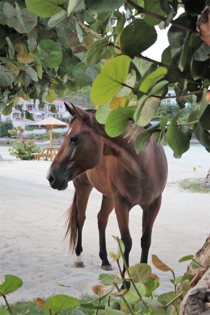 BVI Sailing Itinerary
Horses in Great Harbour Jost Van Dyke