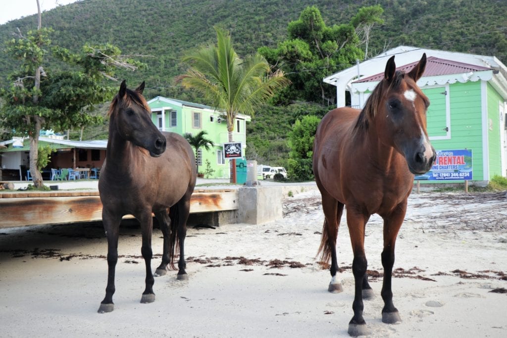 BVI Sailing Itinerary
Horses Great Harbour Jost Van Dyke