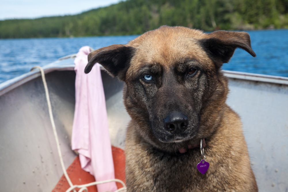 Seasickness.  A tired mixed-breed husky looks at camera with a look of being fed up with pictures and boat ride